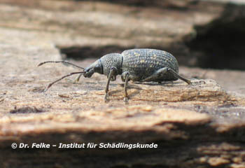 Abb. 1: Gefurchter Dickmaulrüsselkäfer (Otiorhynchus sulcatus) - Lateralansicht