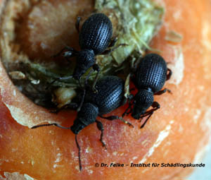 Abb. 4: Erdbeerwurzelrüssler (Otiorhynchus ovatus) vermehren sich wie Gefurchte Dickmaulrüsselkäfer (Otiorhynchus sulcatus) parthenogenetisch - alle Käfer sind somit Weibchen	 