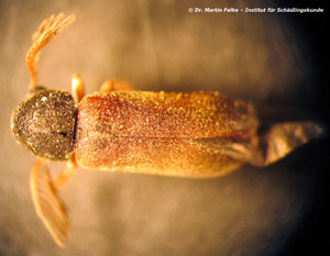 Abbildung 3: Die Männchen des Gekämmten Nagekäfers (Ptilinus pectinicornis) besitzen auffallend große, geweihförmige Antennen