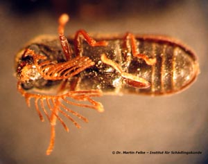 Abbildung 3: Die Männchen des Gekämmten Nagekäfers (Ptilinus pectinicornis) besitzen auffallend große, geweihförmige Antennen