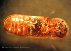 Abbildung 6: Der Gewöhnliche Nagekäfer (Anobium punctatum) ist wie der Gekämmte Nagekäfer (Ptilinus pectinicornis) ein Holzschädling