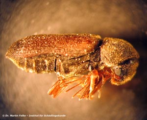 Gekämmter Nagekäfer (Ptilinus pectinicornis)