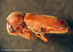 Gekämmter Nagekäfer (Ptilinus pectinicornis)