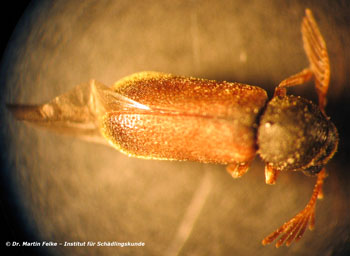 Abbildung 2: Männlicher Kammhornkäfer (Ptilinus pectinicornis) – Lateralansicht