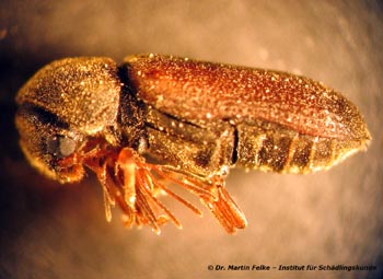 Abbildung 2: Männlicher Kammhornkäfer (Ptilinus pectinicornis) – Lateralansicht