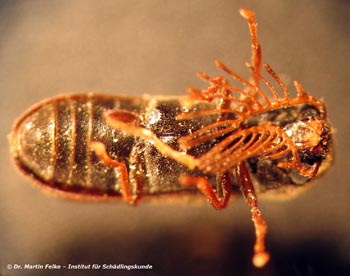 Abbildung 3: Männlicher Kammhornkäfer (Ptilinus pectinicornis) – Ventralansicht