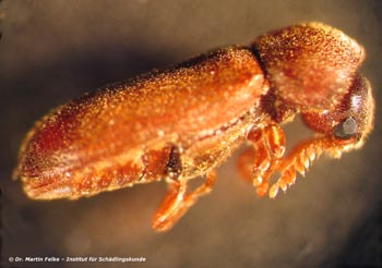 Abbildung 5: Weiblicher Kammhornkäfer (Ptilinus pectinicornis) – Lateralansicht