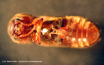 Abbildung 6: Weiblicher Kammhornkäfer (Ptilinus pectinicornis) – Ventralansicht