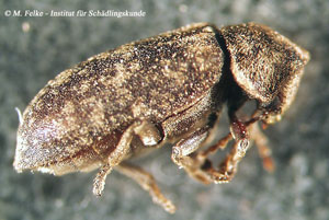 Abbildung 4: Der Gescheckte Nagekäfer (Xestobium rufovillosum) gehört in dieselbe Familie wie der Kammhornkäfer (Ptilinus pectinicornis)