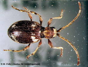 Abbildung 3: Der Kräuterdieb (Ptinus fur) ist nah mit dem Gelbbraunen Diebkäfer (Ptinus clavipes) verwandt