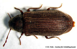 Abbildung 5: Der Gewöhnliche Nagekäfer (Anobium punctatum) ist wie der Gescheckte Nagekäfer (Xestobium rufovillosum) ein Holzschädling