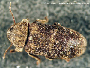 Gescheckter Nagekäfer (Xestobium rufovillosum)