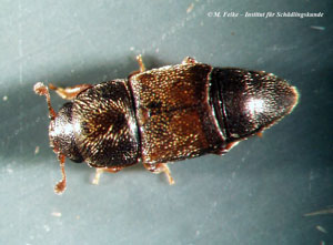 Abbildung 1: Der Getreidesaftkäfer (Carpophilus dimidiatus) gehört der Familie der Glanzkäfer (Nitidulidae) an