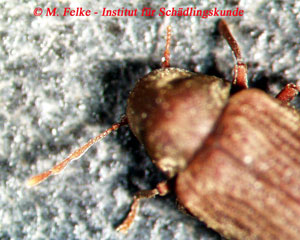 Abbildung 2: Gewöhnlicher Nagekäfer (Anobium punctatum) - Kopfansicht