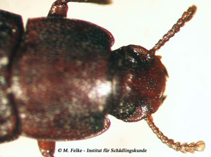 Abbildung 2: Kopfansicht des Großen Reismehlkäfers (Tribolium destructor)