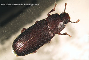 Abbildung 1: Der Große Reismehlkäfer (Tribolium destructor) gehört in die Familie der Schwarzkäfer (Tenebrionidae)