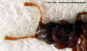 Abbildung 2: Kopfansicht des Hefekäfers (Dienerella filum)