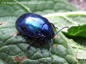 Himmelblauer Blattkäfer (Chrysolina coerulans)