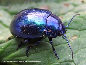 Himmelblauer Blattkäfer (Chrysolina coerulans)