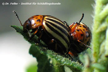 Kartoffelkäfer (Leptinotarsa decemlineata)