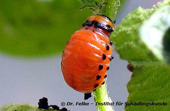 Kartoffelkäfer (Leptinotarsa decemlineata)