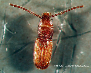 Kleiner Leistenkopfplattkäfer (Cryptolestes pusillus)