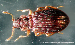 Abbildung 3: Der Moderkäfer (Latridius minutus) gehört wie der Kleine Moderkäfer (Corticaria fulva) in die Familie Latridiidae