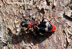 Abb. 3: Der Ameisenbuntkäfer (Thanasimus formicarius) gehört in die selbe Familie wie der Koprakäfer (Necrobia rufipes)