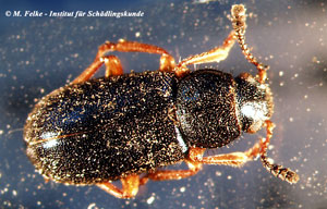 Abb. 1: Der Koprakäfer (Necrobia rufipes) kommt infolge des globalen Warenverkehrs weltweit vor