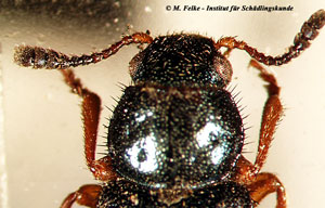 Abb. 2: Kopfansicht des Koprakäfers (Necrobia rufipes)