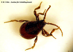 Kugelkäfer (Gibbium psylloides)