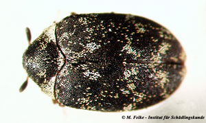 Abb. 1: Museumskäfer (Anthrenus museorum) fallen oft als Schädlinge in Insektensammlungen auf