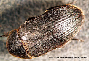 Abb. 2: Der Gestreifte Speckkäfer (Dermestes bicolor) verursacht ähnliche Schäden wie der Peruanische Speckkäfer (Dermestes peruvianus)