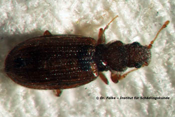 Plaster beetle (Cartodere constricta)