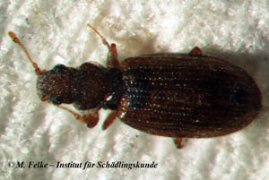 Abb. 1: Cartodere constricta (plaster beetle) erreicht nur eine Körperlänge von knapp zwei Millimetern
