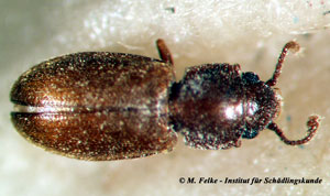 Abb. 4: Schimmelkäfer (Cryptophagus spp.) ernähren sich wie plaster beetle (Cartodere constricta) hauptsächlich von Schimmelpilzen