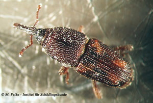 Reiskäfer (Sitophilus oryzae)