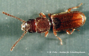 Rotbrauner Leistenkopfplattkäfer (Cryptolestes ferrugineus)