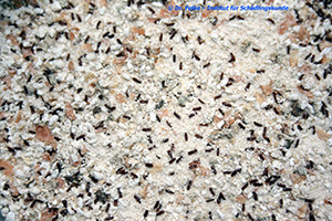 Abb. 3: Rotbrauner Leistenkopfplattkäfer (Cryptolestes ferrugineus) - Befall in Mehl