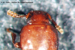 Abbildung 4: Die Fühler des Rotbraunen Reismehlkäfers (Tribolium castaneum) haben eine deutlich abgesetzte, dreigliedrige Endkeule
