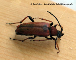 Rothalsbock (Stictoleptura rubra)