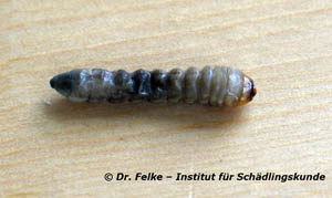 Abb. 2: Larve des Rothalsbocks (Stictoleptura rubra)
