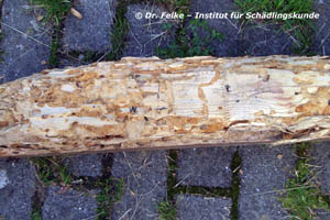 Abb. 3: Die Larven des Rothalsbocks (Stictoleptura rubra) können sich auch in verbautem Holz entwickeln