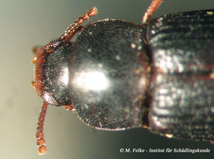 Schwarzer Reismehlkäfer (Tribolium madens)