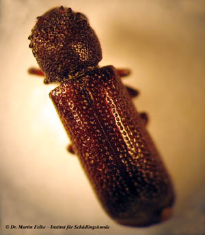 Tropischer Bohrkäfer (Heterobostrychus aequalis)