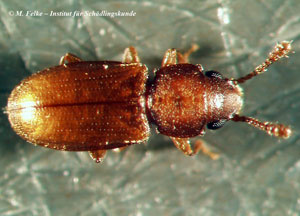 Tropischer Schimmelplattkäfer (Ahasverus advena)