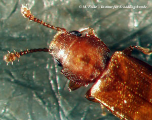 Tropischer Schimmelplattkäfer (Ahasverus advena)