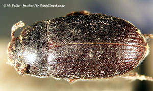 Abb. 3: Der Glänzendschwarze Getreideschimmelkäfer (Alphitobius diaperinus) kommt wie der Tropische Schimmelplattkäfer (Ahasverus advena) regeläßig in Geflügelzuchtbetrieben vor