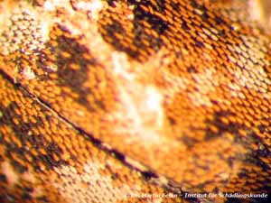 Abb. 5: Detailansicht der Flügelschuppen des Wollkrautblütenkäfers (Anthrenus verbasci)