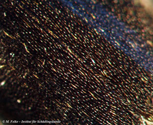 Abb. 2: Die Flügeldecken des Zweifarbig behaarten Speckkäfers (Dermestes haemorrhoidalis) sind dicht mit langen, schwarzen Haaren bedeckt, zwischen denen längere und kürzere gelbliche Haare stehen